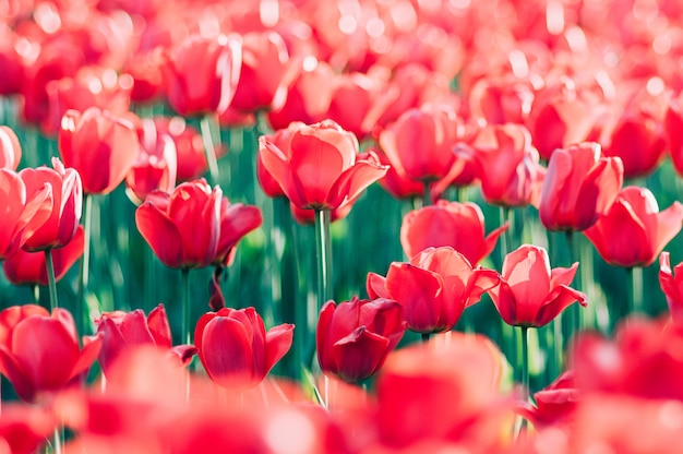 sunlit red tulips in a garden, artistic colorful