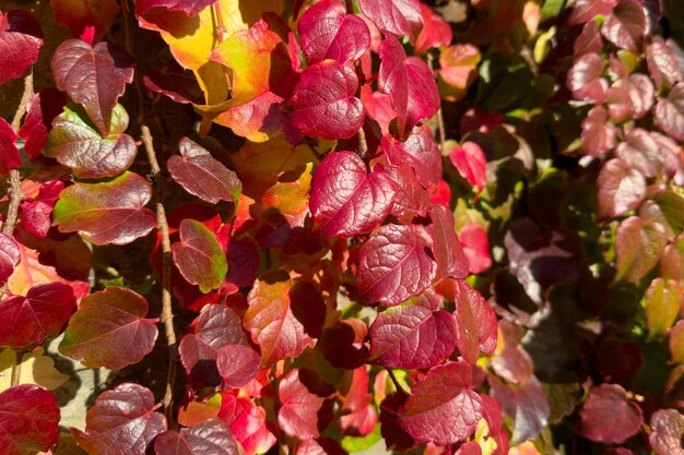 Sunlit redgreen leaves of a creeping plant closeup