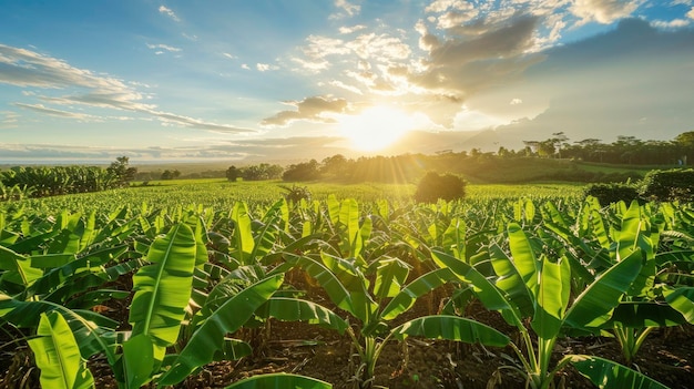 Sunlit scene overlooking banana plantation bright rich color professional nature photo