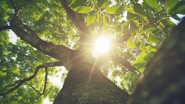 Photo sunlit tree trunk view