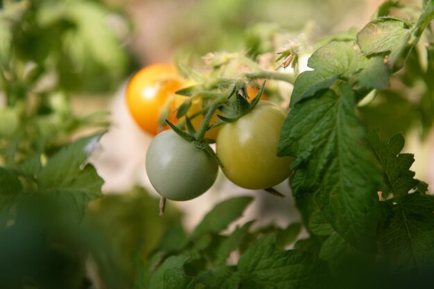 写真 太陽に照らされた熟していないトマトが茂みにぶら下がっています。