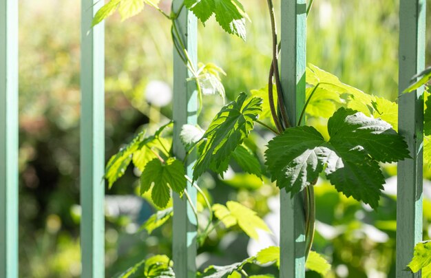 Sunlit wild grape winding from bottom to top along metallic fence close up selective focus