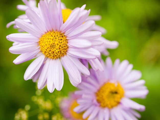 Sunloving aster in volle bloei op bosbodem in de bergen.