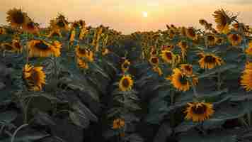 Photo sunlowers in the field