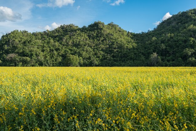 Canapa di sunn, chanvre indien, fiore giallo di crotalaria juncea nel campo con la montagna