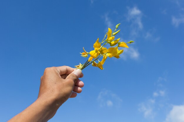 Fiori di canapa sunn a portata di mano