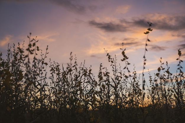 Конопля Sunn, индийская конопля, тропическое растение Crotalaria juncea с желтым цветком и вечернее небо