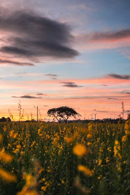 Sunn hennep, Indiase hennep, Crotalaria juncea gele bloesem tropische plant met wolken op het veld bij de zonsondergang