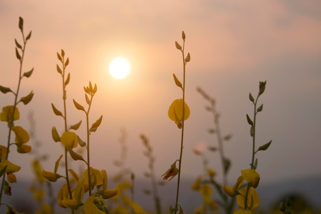 Sunn hennep of Chanvre indien peulvrucht gele bloemen die bloeien op het veld van een boer