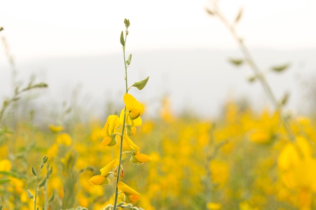 Sunn hennep of Chanvre indien peulvrucht gele bloemen die bloeien op het veld van een boer