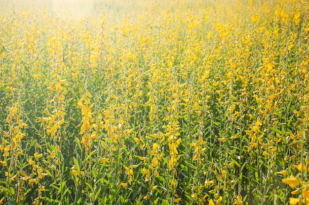 Sunn hennepbloemen slingeren in de wind, abstracte gele bloemen bloeien in de wind, Sunn hennepveld in de zomer.