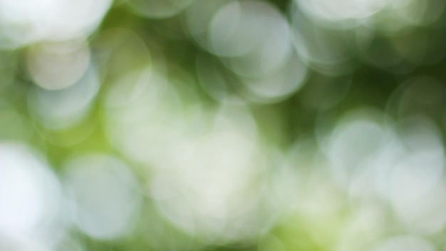 Sunny abstract green nature background Blur park with bokeh light nature garden spring and summer season