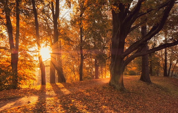Sunny alley in the park, golden in autumn