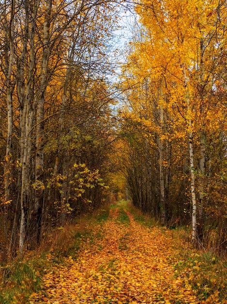 Sunny alley with birches in the autumn forest. Autumn leaf fall. A path in a sunny autumn park with falling leaves. Vertical view.