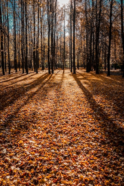 公園で晴れた秋の日。黄色の葉と影。