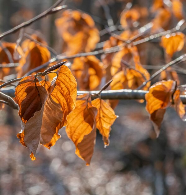 sunny autumn foliage