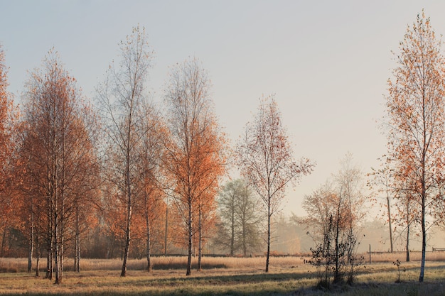 Soleggiato paesaggio autunnale con gelo