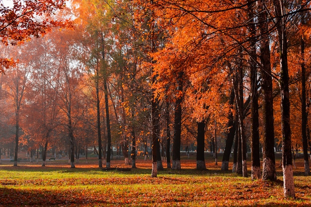 Soleggiato paesaggio autunnale