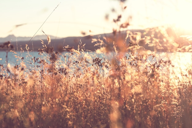 Sunny autumn meadow. Natural background.