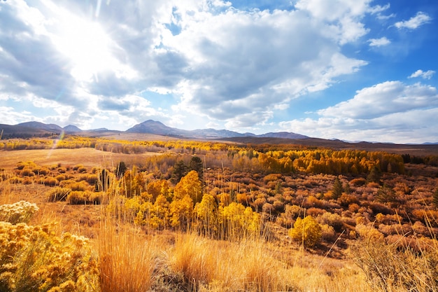 Sunny autumn meadow. 