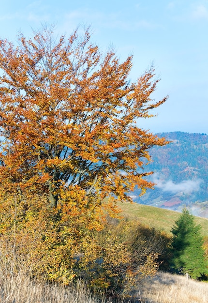 日当たりの良い秋の山と山腹の色とりどりの木々