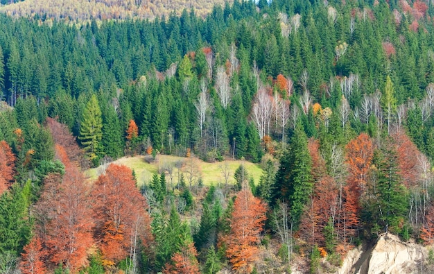 산허리(카르파티아, 우크라이나)의 화창한 가을 산 숲