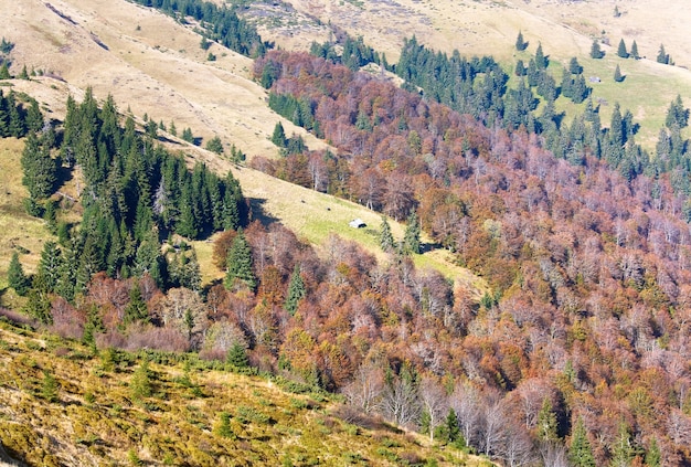 Sunny autumn mountain forest on mountainside (Carpathian, Ukraine)