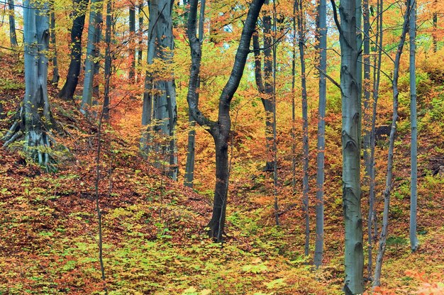 Sunny autumn mountain forest (on mountainside)