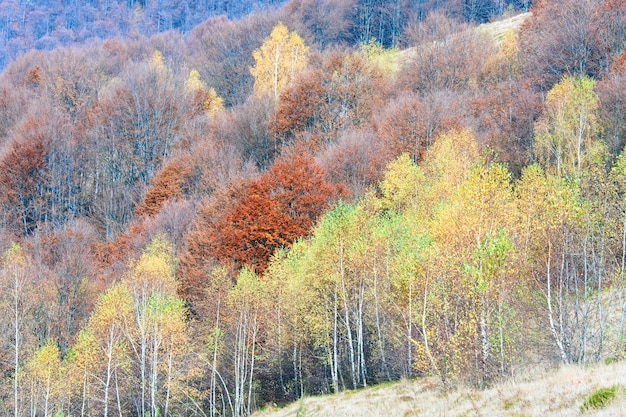 日当たりの良い秋の山林（山腹）