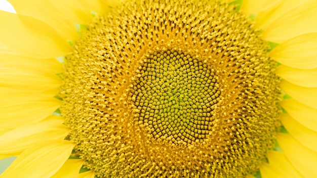 Foto sfondo soleggiato di stami di girasole girasole in fiore girasole closeup macro girasoli simboleggiano adorazione fedeltà e longevità