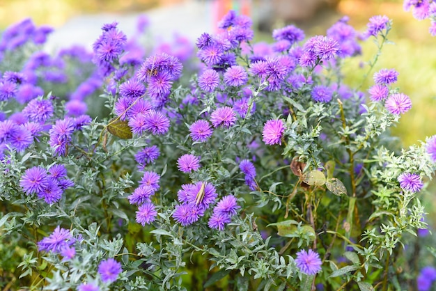 Sunny background with many small purple asters pom pom