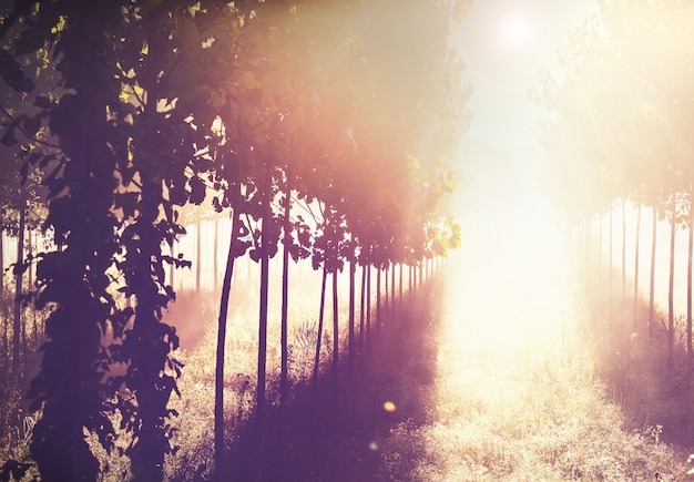 Sunny beams in forest