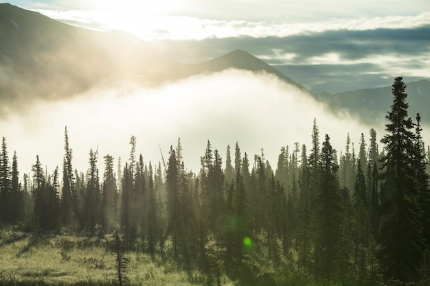 Photo sunny beams in forest