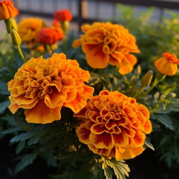 Photo sunny blooms of marigold joy