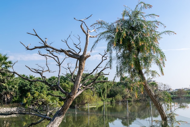 Cielo azzurro soleggiato e nuvole bianche, alcuni alberi nel parco