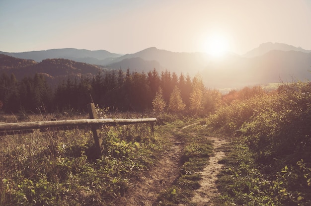 Photo sunny carpathian trail