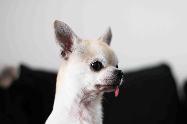 Photo sunny the chihuahua