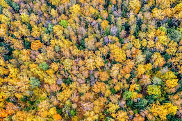 Sunny colorful autumn forest as a nature background. Drone aerial view.