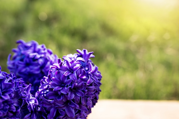 Sunny concept of spring time or summer gardening with bright violet blue-purple hyacinth flowers on an old wooden table in the garden with green grass. Blurred background