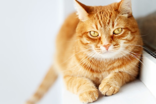 Sunny cute young ginger cat lying, white