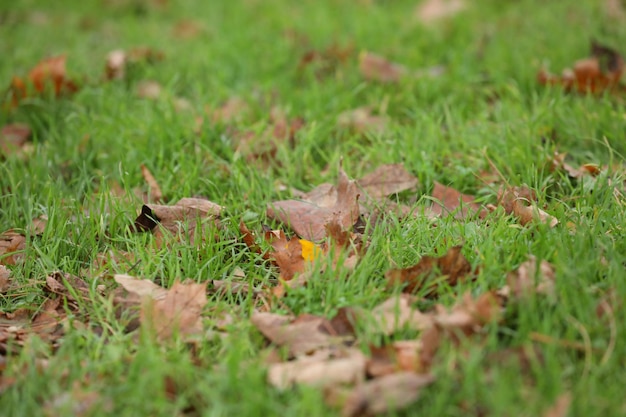 Foto giorno di sole nella foresta d'autunno con foglie gialle