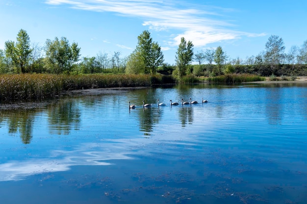 Giornata di sole su un fiume calmo in estate