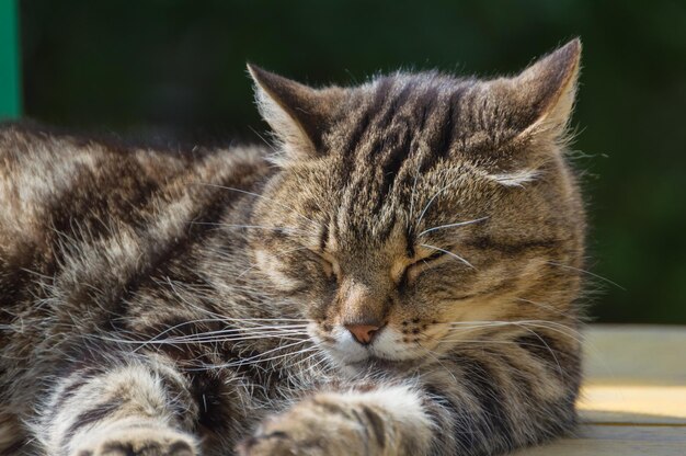 Sunny day cat basks in the sun.