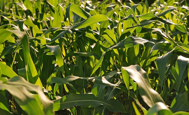 Giornata di sole al campo di grano e cielo drammatico...