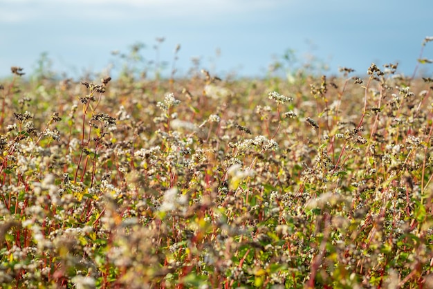 Sunny day in the field of ripe buckwheat Buckwheat grains blue sky and sun rays bright colours in the agricultural field