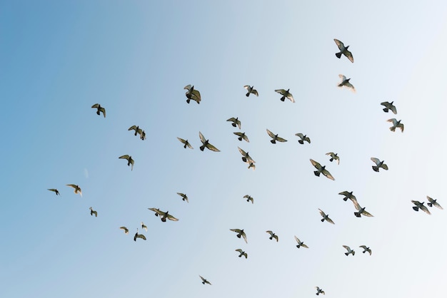 写真 晴れた日飛ぶ鳥