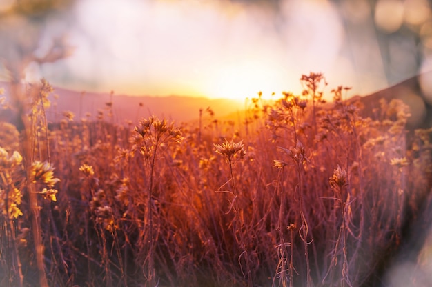 Sunny day on the meadow