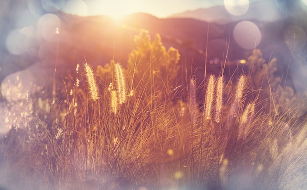 Sunny day on the meadow