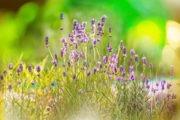 Sunny day on the meadow