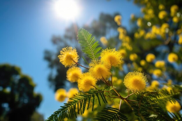 Sunny day mimosa blooming in the park with clear blue sky in the background